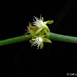 Cynanchum decaisneanum (Madagascar) (cutting)